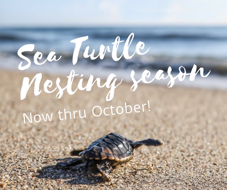 Sea Turtle Nesting Season Island Real Estate Company